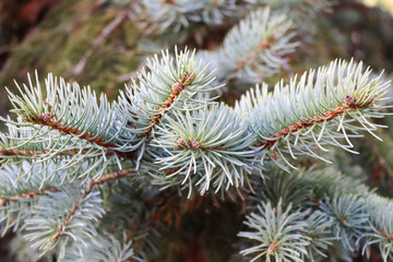 close up of pine needles