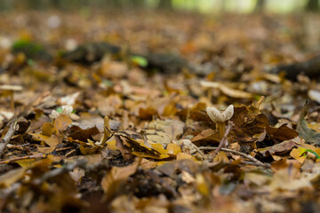 Nature Outdoor colorful autmn