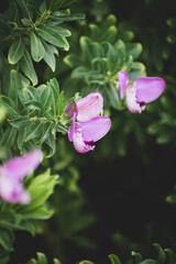 Purple flowers