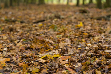 Nature Outdoor colorful autmn