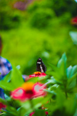 Butterfly in Garden
