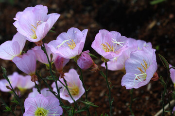 Flowers of a White evening-primrose plant in a garden. Oenothera speciosa