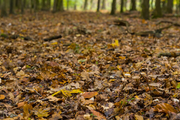 Nature Outdoor colorful autmn