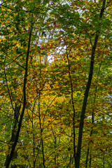 Nature Outdoor colorful autmn