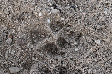 footprint on the sand
