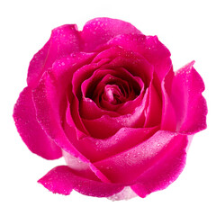 Beautiful pink rose isolated on white background