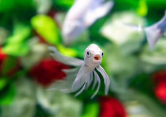 Goldfish swim among the flowers under the water