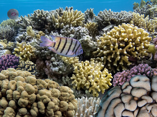 Naklejka na ściany i meble Marine life and coral reefs at the Red Sea