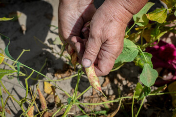 The working hands of a mature woman harvest ripe beans. Growing food in poor regions. Growing green beans, a food problem in drylands..