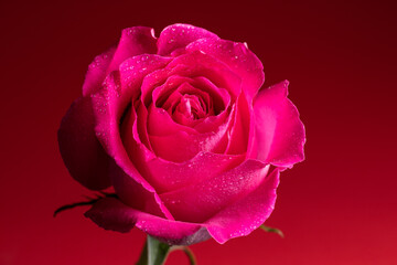 Pink rose on red background with drops