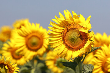 Beautiful sunflower blooming in the fields.