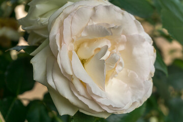 Closeup of White Rose (Rosa alba). Selective focus.