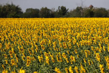 Fototapeta premium Beautiful sunflower blooming in the fields.