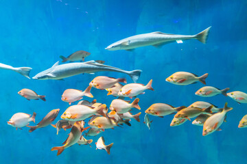 Fish and landscape in the aquarium