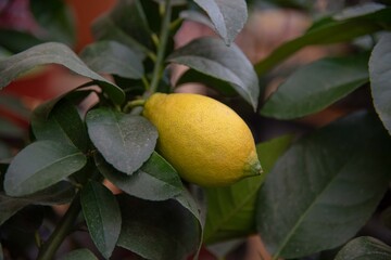 Árbol limonero con limones amarillos maduros colgando. 