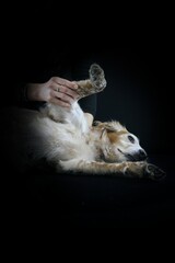 ostéopathie chien 
