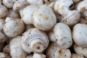 close up of a pile of mushrooms