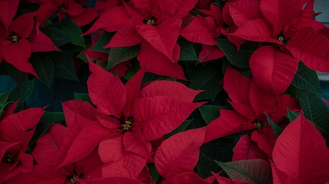 Euphorbia pulcherrima, flor de pascual vista desde arriba. 