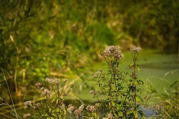 Nature Outdoor daylight