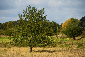 Nature Outdoor daylight
