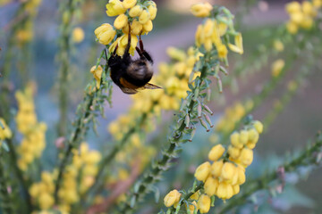 Close-up of honey bee collecting nectar on daisy flower, Bumble Bee on flower, Garden Bumblebee (Bombus hortorum) adult male feeding on flowers 