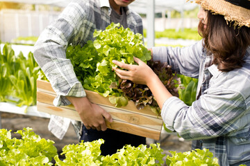 Hydroponics, smiling young Asian couple farmers harvest organic vegetable salad from farm garden,...