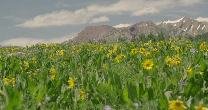 Scenic vista of Rocky mountains and a yellow flower meadow in foreground