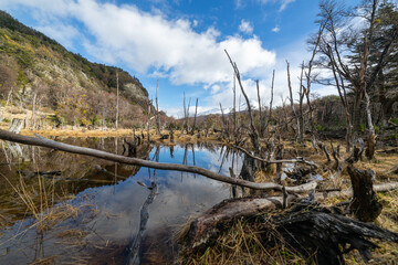 Dead forest around a lake, Ushuaia, Argentina