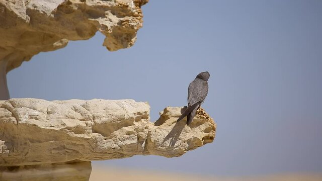 Sooty Falcon in the Negev Desert Israel