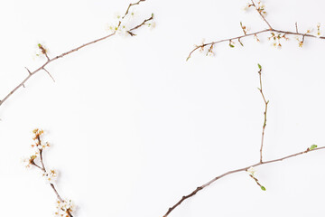 Springtime background with cherry blossom twigs on white desktop, top view, frame, flat lay