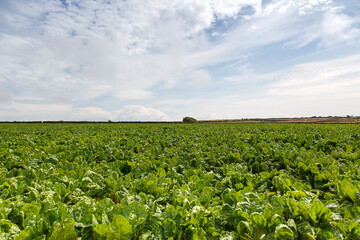 Crop of turnips to be used as cattle feed - UK