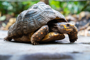 Yellow-footed tortoise crosses a footpath
