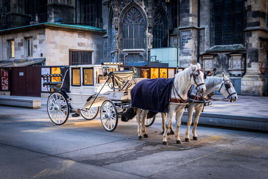 Two white horses harnessed to a carriage near St Stephen's Cathedral, Stephansplatz. Traditional touristic transport attraction in Vienna. Golden our colors.