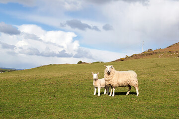 Fototapeta premium Sheep with her lamb on a Welsh hillside with cloudscape during lambing season - copyspace.