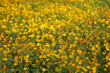 Beautiful yellow cosmos flower blooming in the fields.