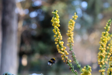 bee on a flower