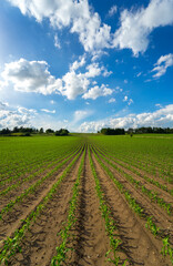 Fototapeta na wymiar Corn field and blue sky