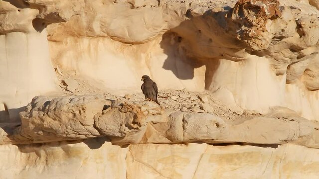 Sooty Falcon in the Negev Desert Israel