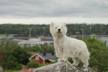West highland white terriers