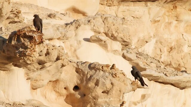 Pair of Sooty Falcon in the Negev Desert Israel