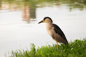 Savacu (Nycticorax nycticorax)