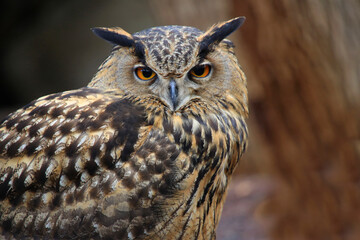 Uhu (Bubo bubo) Wildvogel, Mitteleuropa