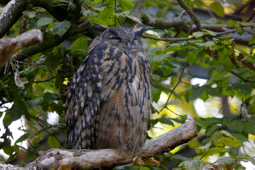 Uhu (Bubo bubo) Wildvogel, Mitteleuropa