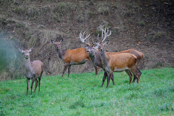 Rothirsch (Cervus elaphus) Männchen und Weibchen am Waldrand