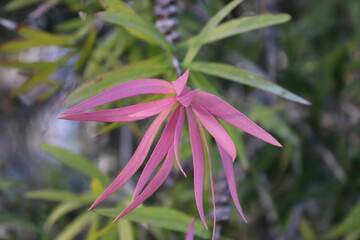 close up of pink flower