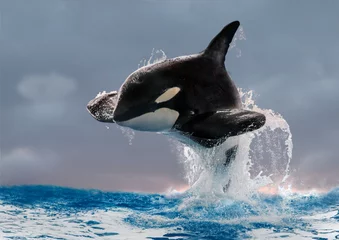 Papier Peint photo Orca Schwertwal (Orcinus orca), Killerwal springt aus Wasser