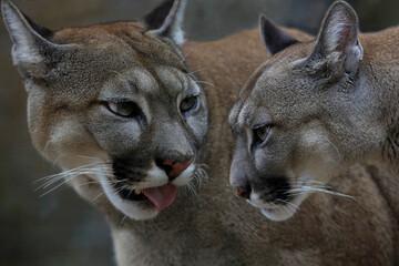 Puma (Puma concolor) Paar, Portrait, Kopf, Mittel- und Südamerika