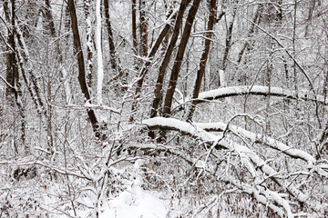 Winter forest, snow covered fallen trees. Nature after snowfall, cold weather