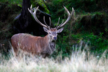 Rothirsch (Cervus elaphus) Männchen mit Geweih am Waldrand