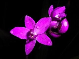 purple orchid on black